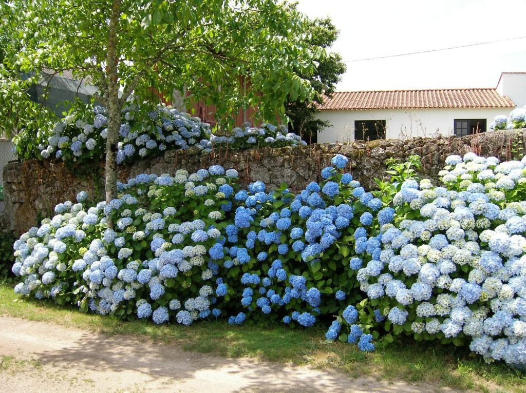 Quinta De Luou Villa Santa Cruz do Lima ห้อง รูปภาพ